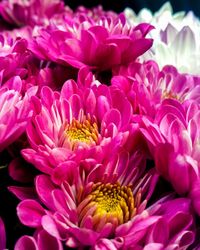 Close-up of pink dahlia blooming outdoors
