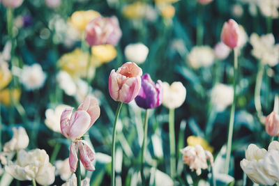 Close-up of pink tulips