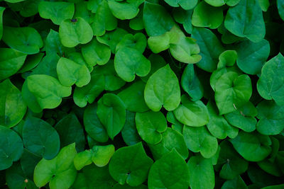 Full frame shot of thick green leaves