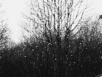 Close-up of tree against sky