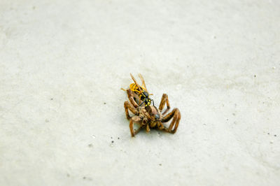 High angle view of spider on sand