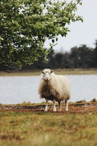 Sheep standing in a farm