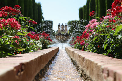 View of flowering plants by water