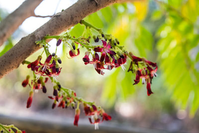 Close-up of red berries growing on tree