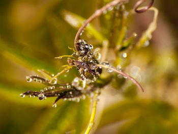 Close-up of water drops on plant