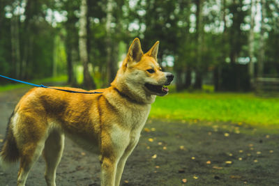 Akita inu on a walk with the owner