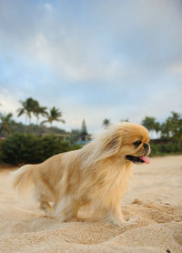 Dog lying down against sky