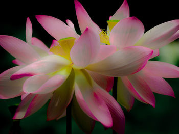 Close-up of pink flowers