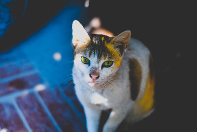 Close-up portrait of cat