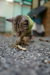 Close-up of a cat on floor