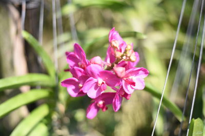 Close-up view of pink flower