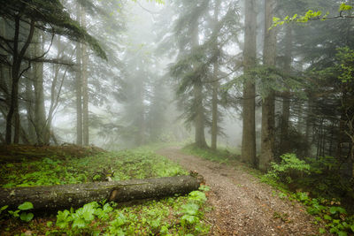 Dirt road amidst trees in forest