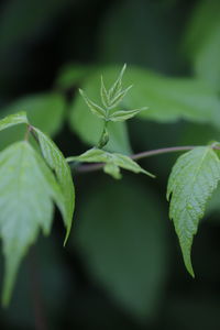 Close-up of green leaf