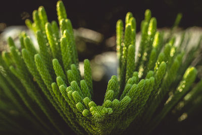 Close-up of fresh green plant