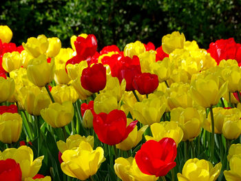 Close-up of multi colored tulips in bloom