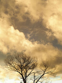 Low angle view of bare tree against sky