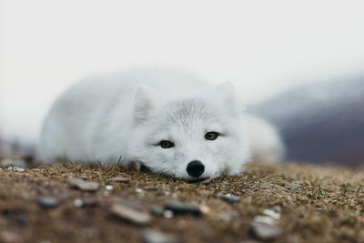 Portrait of an arctic fox on field in iceland