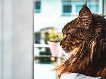 Close-up of a cat looking away