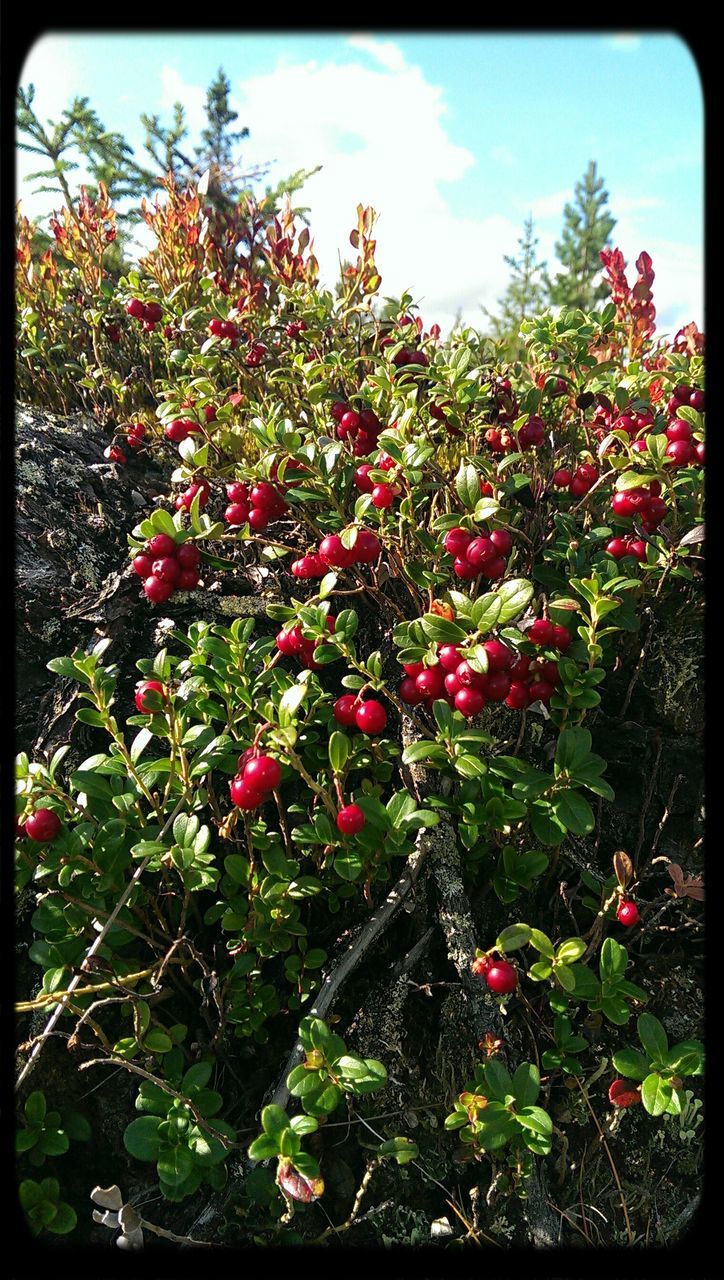 transfer print, flower, freshness, growth, red, auto post production filter, tree, beauty in nature, nature, plant, sky, fruit, pink color, fragility, branch, day, leaf, green color, outdoors, no people