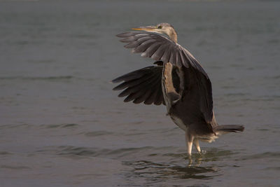 Close-up of bird flying over sea