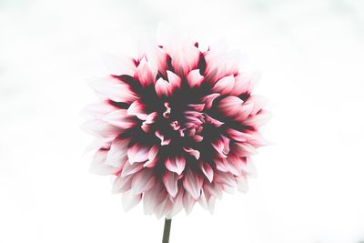 Close-up of pink dahlia against white background