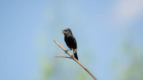 Close-up of bird perching on a plant