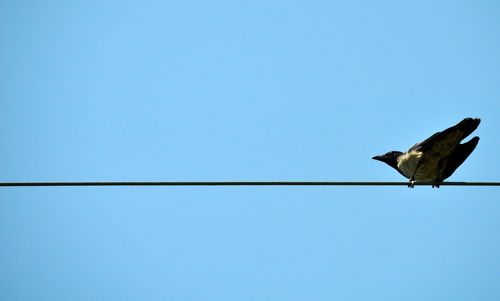 Low angle view of bird perching against clear blue sky