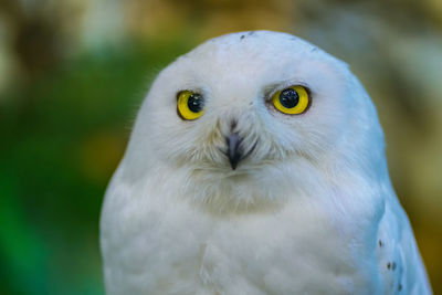 Close-up portrait of a owl