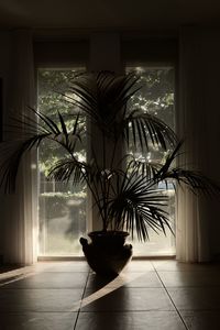 Potted plants on table at home