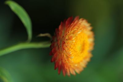 Close-up of orange rose flower
