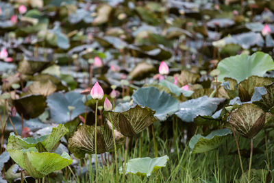Close-up of lotus leaves