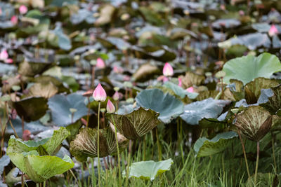 Close-up of lotus leaves