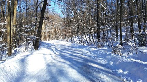 Snow covered trees in forest