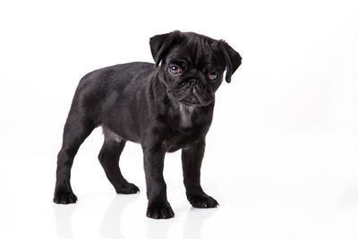 Portrait of black dog against white background