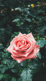 Close-up of rose flower