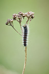 Close-up of butterfly on flower