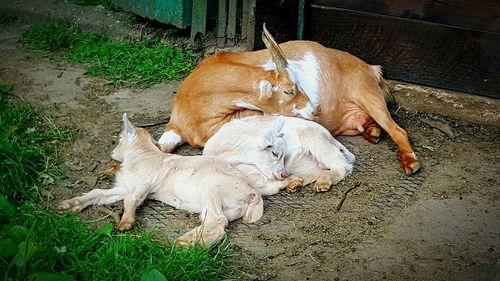 Dog sleeping on grass