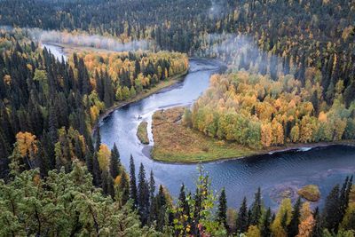 Scenic view of forest during autumn