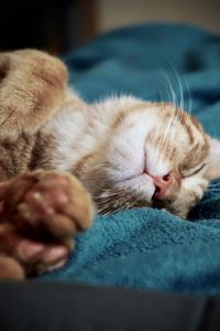 Orange kitten sleeping