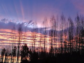 Silhouette trees against sky at sunset