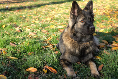 Portrait of a dog sitting on field