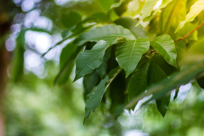 Close-up of leaves against blurred background