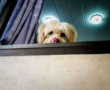 Portrait of dog peeking