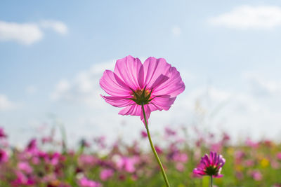 Close-up of pink cosmos flowers blooming against sky