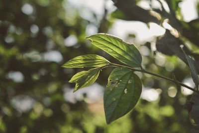 Close-up of green leaves on plant