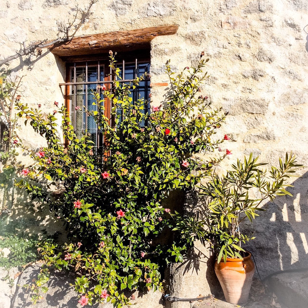 plant, growth, building exterior, flower, window, built structure, nature, architecture, no people, tree, day, outdoors, beauty in nature, freshness, fragility