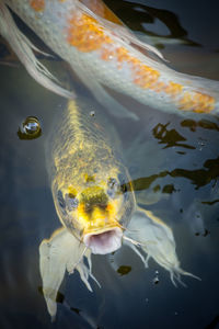 Close-up of fish swimming in sea