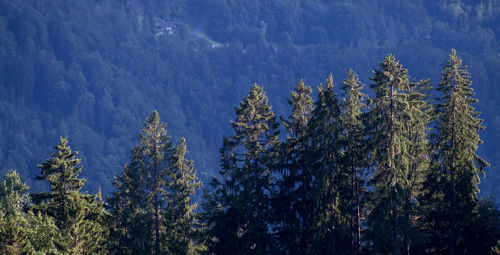 High angle view of pine trees by sea