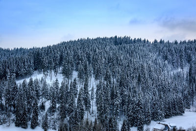 Pine trees on snow covered land against sky