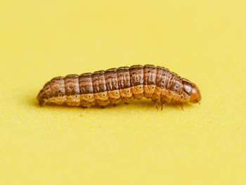 Close-up of insect on yellow background